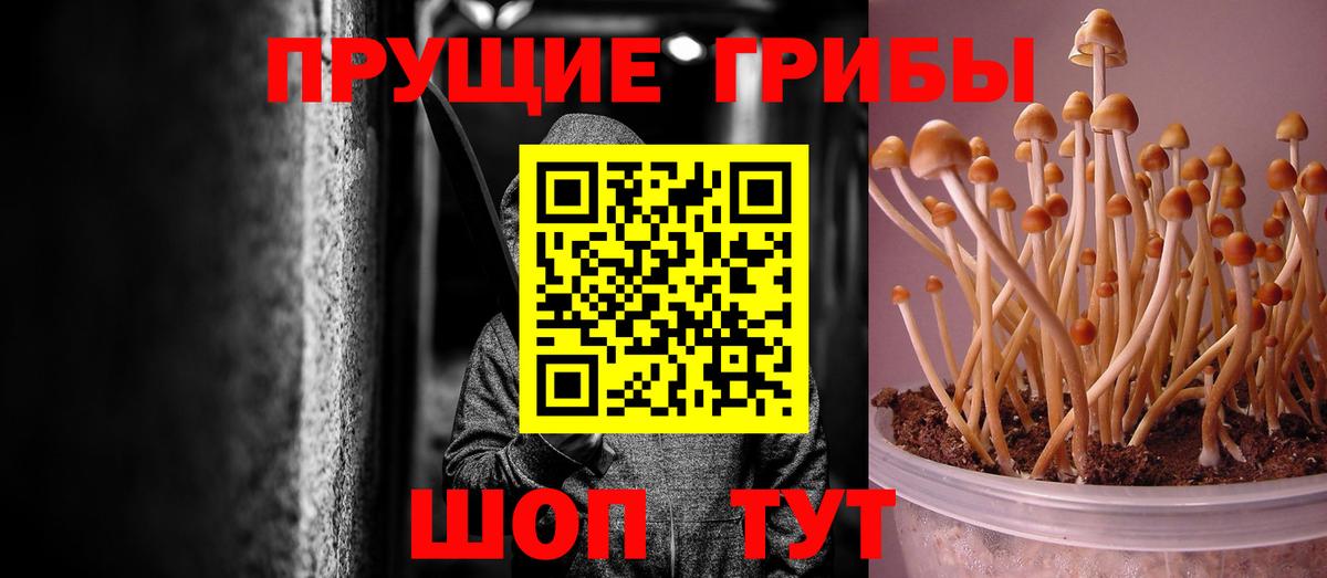 купить закладку  Вход с VPN  Сухой Лог  Псилоцибиновые грибы MAGIC MUSHROOMS 